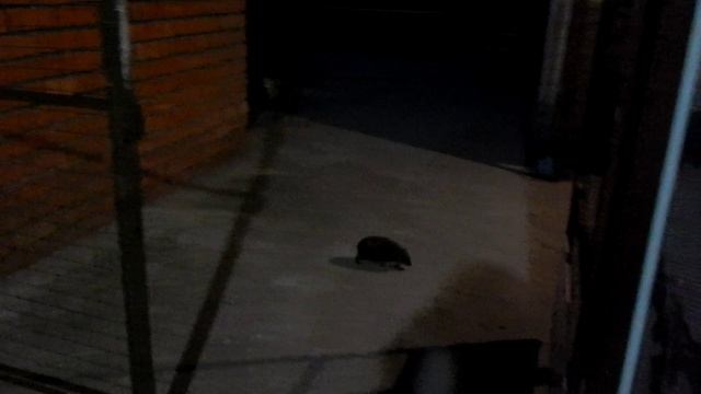 Персик и ёж смотреть онлайн