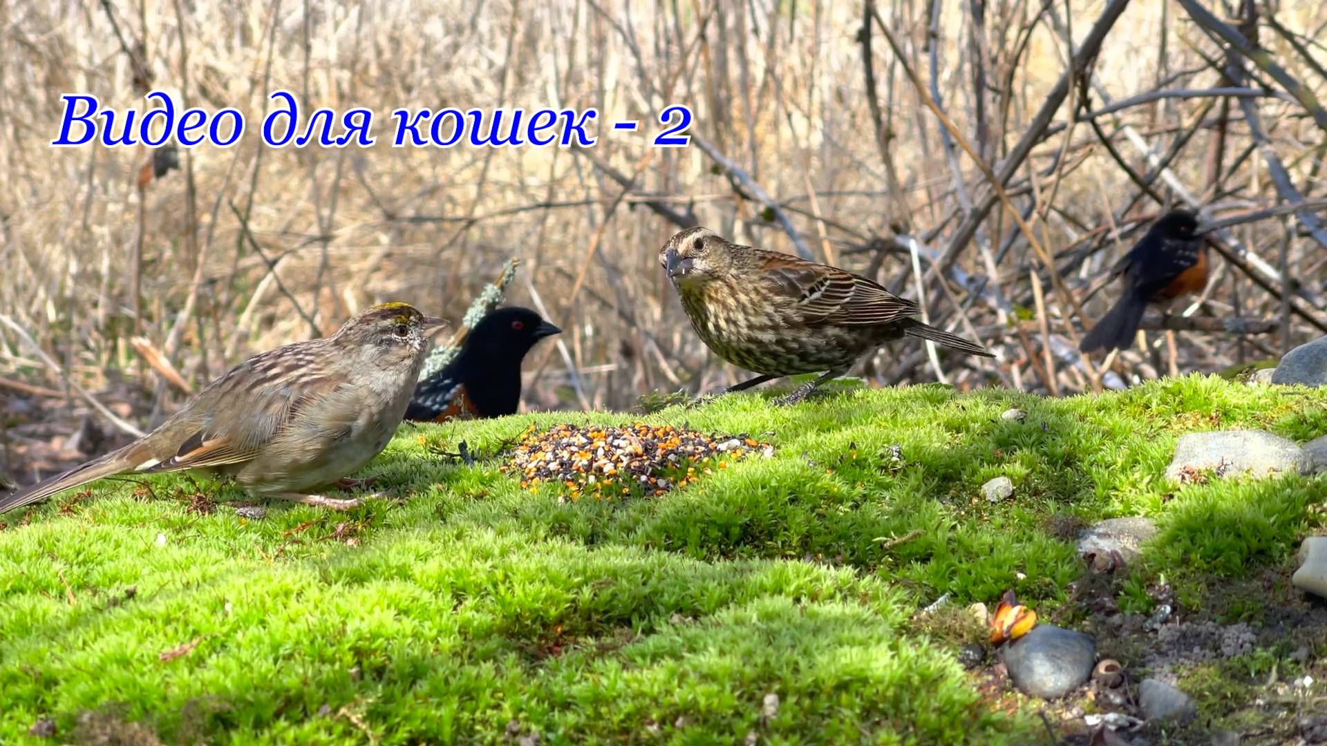 Видео для кошек - 2. Релакс.