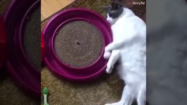 Смешные кошки и собаки попугаи смотреть онлайн