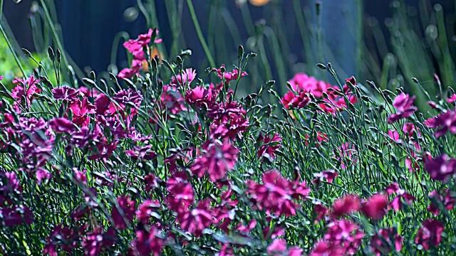 Живописная природа. смотреть онлайн