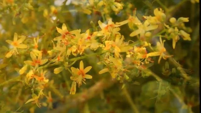 Koelreuteria Paniculata