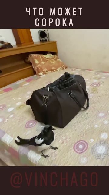 #умная #сорока смотреть онлайн