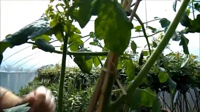 Lycopersicon lycopersicum ’Chelreino' F1 - Oltott cseresznye paradicsom смотреть онлайн