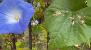 Morning Glory - Ipomoea tricolor