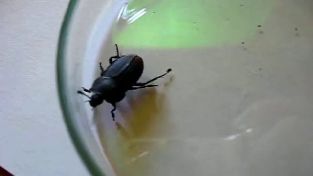 Közönséges dögbogár (Silpha obscura) смотреть онлайн