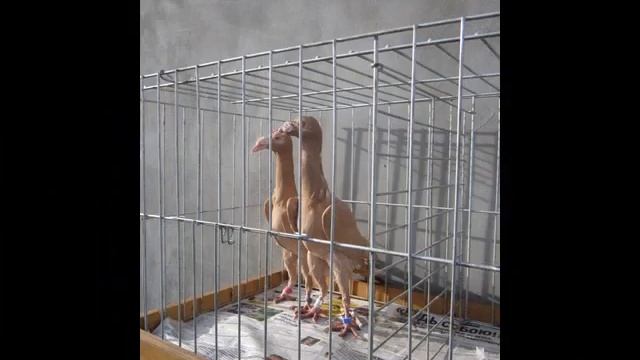 english carrier pigeon Голуби карєри Тимофійчука Василя, м.снятин смотреть онлайн