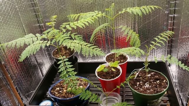 Jacaranda Time Lapse From Seed смотреть онлайн