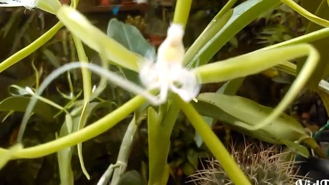 Epidendrum Ciliare HD Very Beautiful Orchid