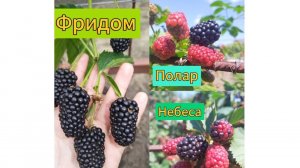 Ежевика: обзор на сорта Фридом, Полар, Небеса могут подождать