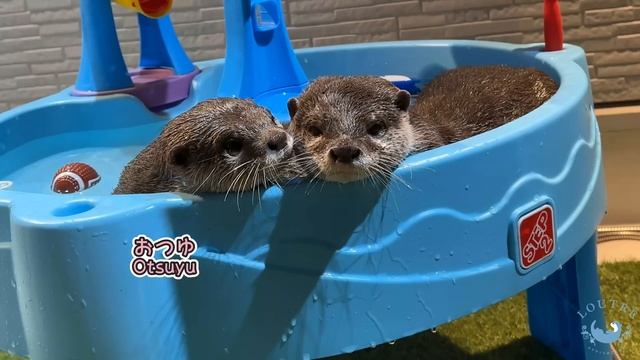 Baby Otter Imitating Mom is Adorable! смотреть онлайн