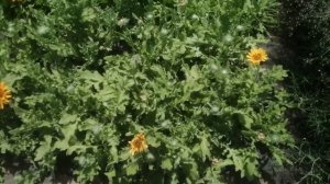 Венидиум - от покупки семян, в схожесть и цветение. Условия для выращивания.