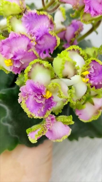 Фиалка ВаТ-Синичка