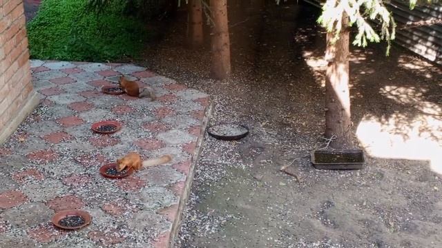 белки тоже стали ночными.Карта на корм бельчатам 2202 2062 6013 7323. смотреть онлайн