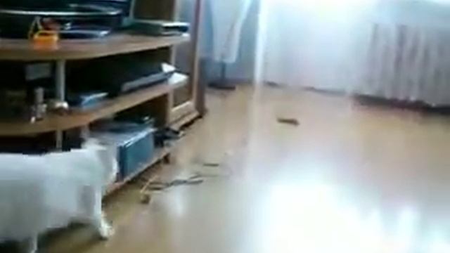 ОСТАЛИСЬ ОТ ТИГРА РОЖКИ И НОЖКИ смотреть онлайн