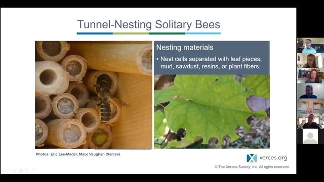 The Bees Knees: A Pollinator Webinar смотреть онлайн