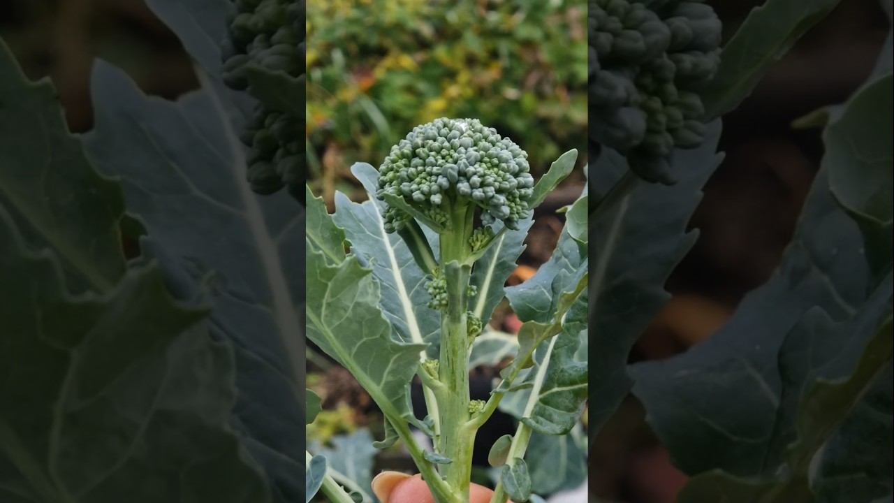 Брокколи в октябре! смотреть онлайн