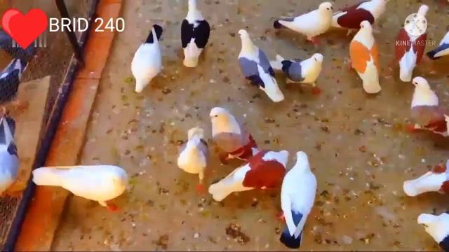 Amazing Fancy Pigeon Farm | Most Beautiful Exotic Pigeon In The World |