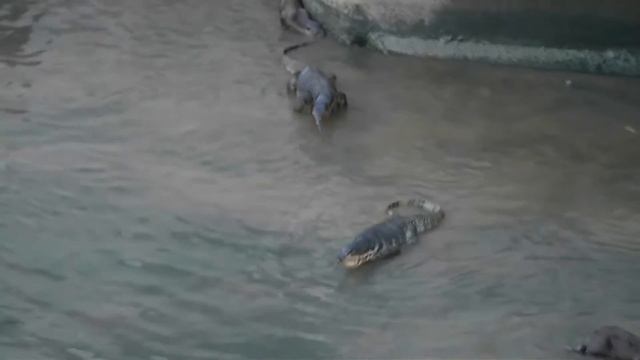Wildlife in Clementi/Singapore _ 02dec2019 _ Otters & Water Monitor Lizards Encounter смотреть онлайн