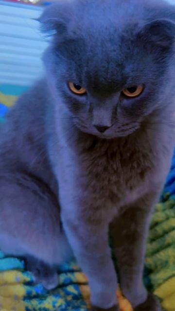 🔴КОТ СМОКИ🔴 смотреть онлайн