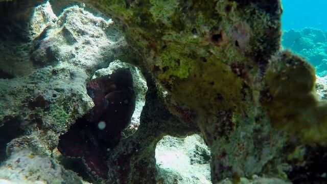 Big blue octopus (Octopus cyanea) - Mangrove Bay (Egypt) 6-3-2018 смотреть онлайн