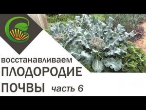 Как я сделала почву плодородной. Часть 6