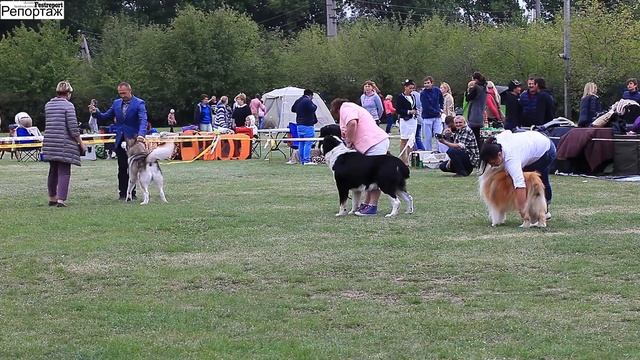 13 Лучший ветеран 2015.09.12-13"Славутич" + "DneprDogShow" Международная выставка собак смотреть онлайн