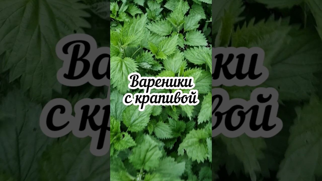 Вареники с крапивой смотреть онлайн