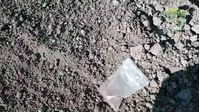 Сеем медонос!!! 1 июня! смотреть онлайн