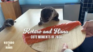 Самые лучшие моменты выдр: Котаро и Хана в 2024 году