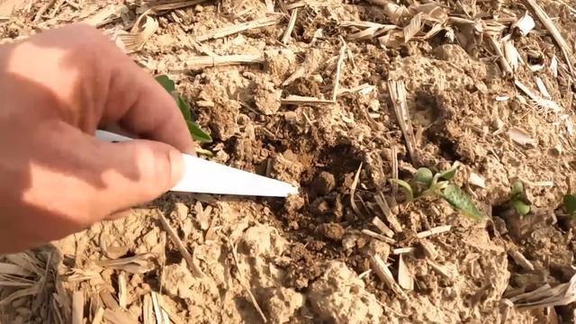 Agronomy Live Series: Episode 2 - Stand Establishment смотреть онлайн