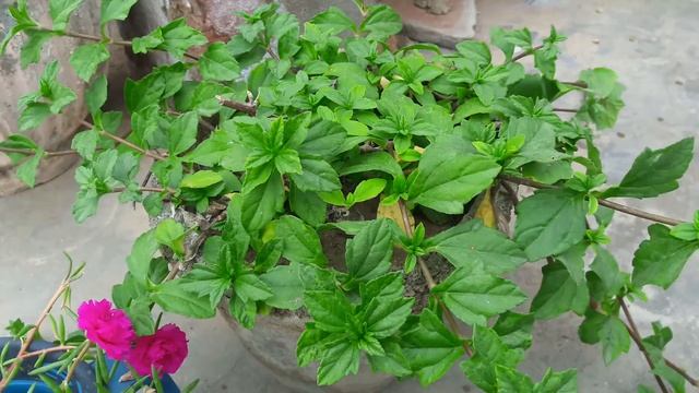 How to grow wedelia plant in pot @ home. смотреть онлайн