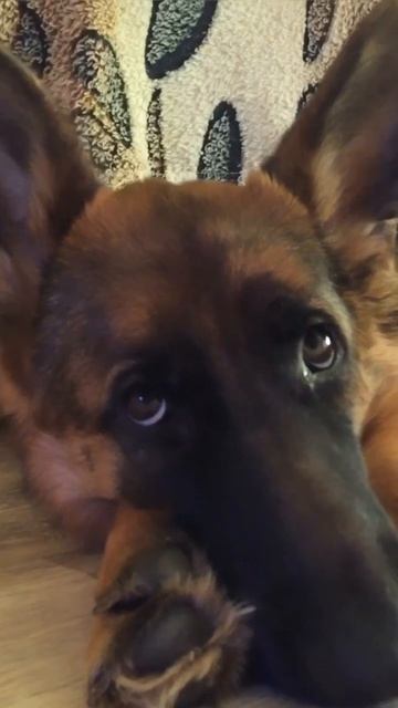 Чудная и вся её краса. #немецкаяовчарка #щенок смотреть онлайн