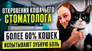 Почти 80 % кошек столкнутся с зубной болью, но ветеринары на осмотре не скажут этого
