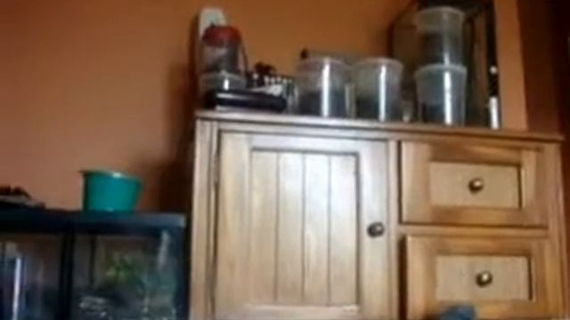 Haplopelma Minax (Thailand Black) Molt and Post Molt смотреть онлайн