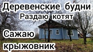 Деревенские будни Сажаю крыжовник. Раздаю котят⬛⬛⬛