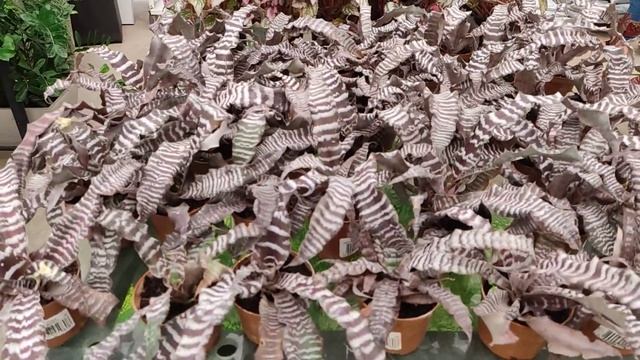 Em Busca de Plantinhas que Perdi nas fortes chuvas/no distribuidor ESPÍRITO Santo смотреть онлайн