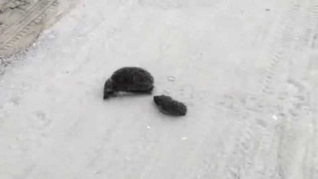 Путешествие ёжиков смотреть онлайн