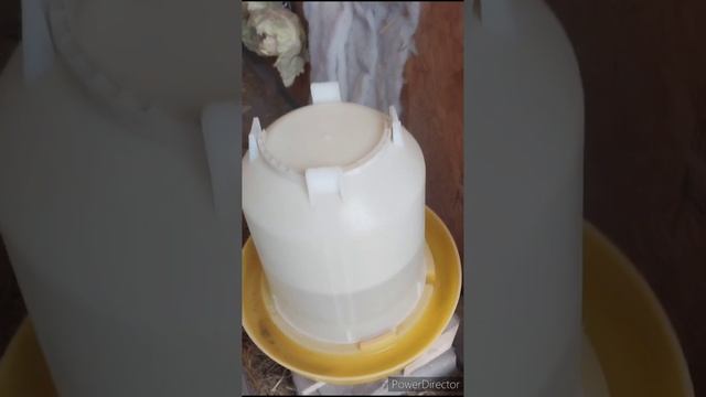 Какие куры вырастают из моих цыплят.