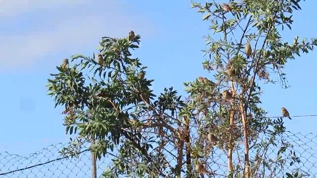 Escribano Triguero (Emberiza calandra) смотреть онлайн