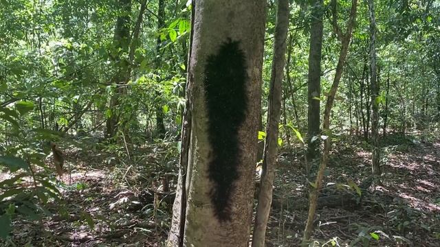 Caterpillars, Corcovado National Park, Costa Rica смотреть онлайн