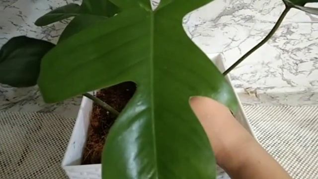 Philodendron Pedatum Vlog#20 (Caretips, Tips)