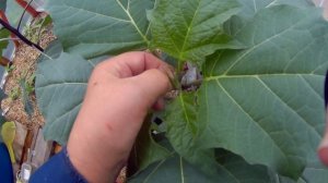 28 08 2017г .выращивание датуры 3 ч .