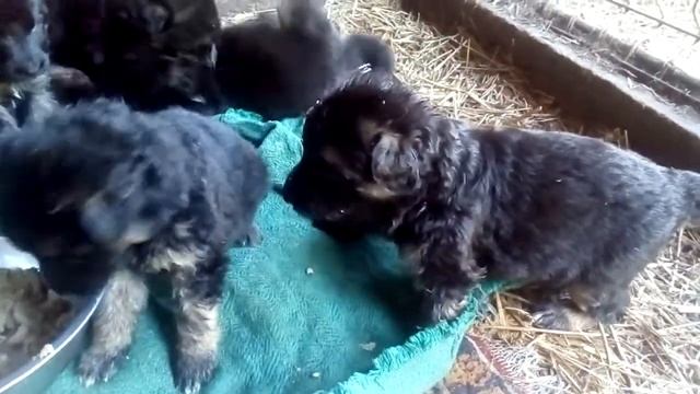 Щенячий бокс. H... Yankor Crimea, 23 дня (Zavist Bogov Persey х Zhasmin Yankor Crimea), 17.07.22г.р смотреть онлайн