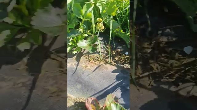 Эффективность препарата "Слизняков.нет" смотреть онлайн