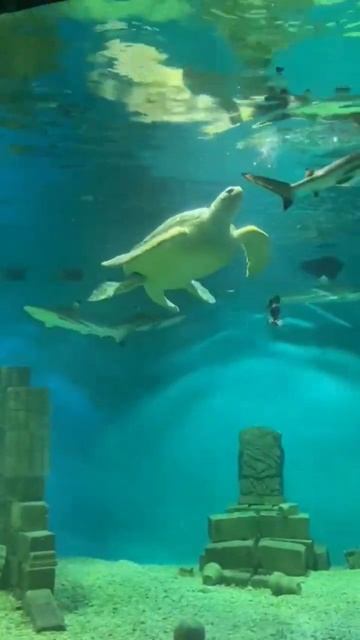 🦈 Акулы и черепаха смотреть онлайн