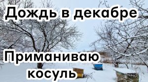 Дождь в декабре  Приманиваю косуль
