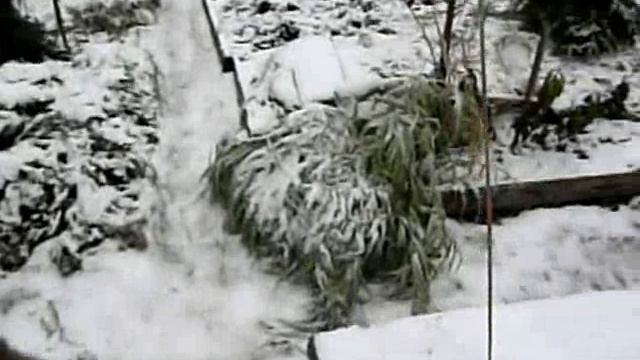 13 11 2016г абрикосы результат посевов.