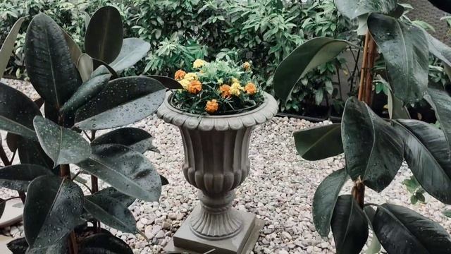 Pflanzen richtig einfach DIY Blätter säubern abregen lassen Regenwald Dschungel Terrasse im Frühlin смотреть онлайн