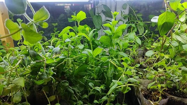 Сортовая мята | Мята