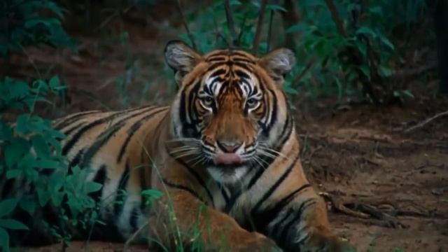 Чудесная природа с животными. смотреть онлайн